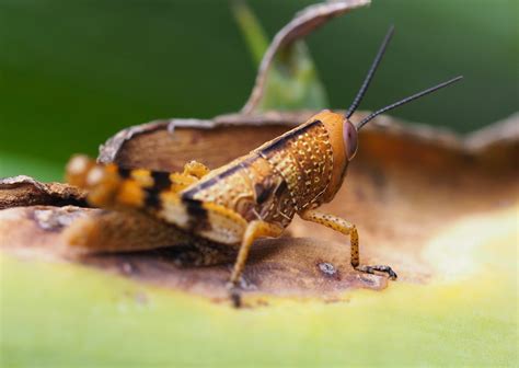 How To Get Rid Of Grasshoppers In The House Naturally Bugwiz