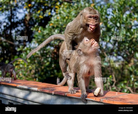 Mating monkeys hi-res stock photography and images - Alamy