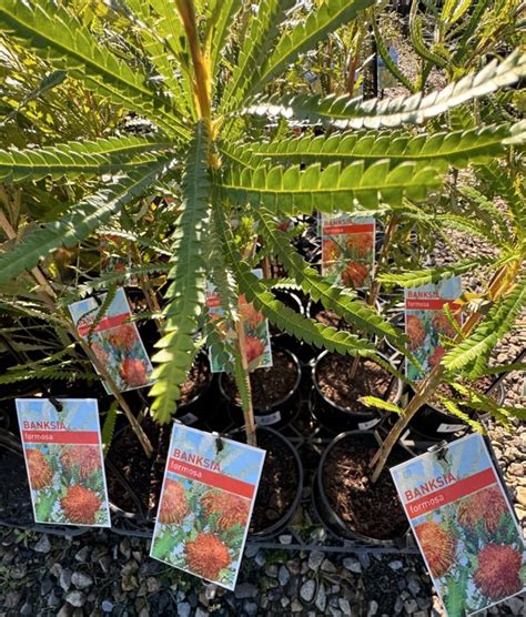 Showy Dryandra Plants For Spaces