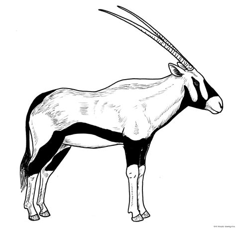 Drawing of oryx – Line art illustrations