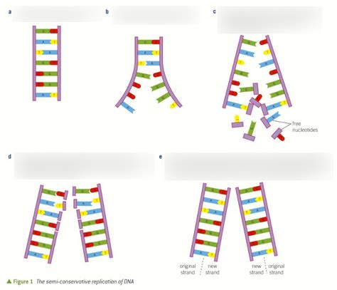 Unlabeled Dna Replication Diagram