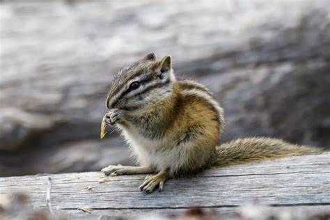 25 Different Types Of Chipmunks Naturenibble