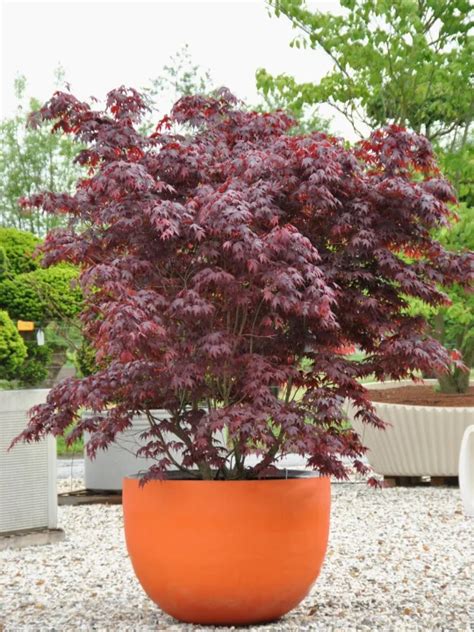 Acer palmatum 'Bloodgood' | Acer palmatum 'Bloodgood' - Van den Berk ...