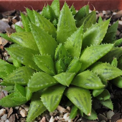 Haworthia Turgida Caespitosa Fatty Plants Nursery