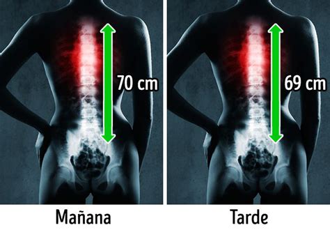 Datos Sobre Nuestro Cuerpo Que Son Dif Ciles De Creer S El