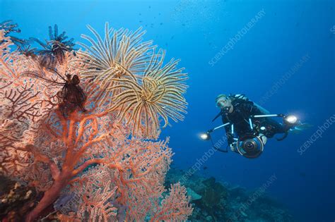 Scuba diver in coral reef - Stock Image - C047/1620 - Science Photo Library