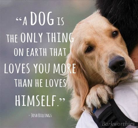 Dog Unconditional Love Quotes On Facebook. QuotesGram