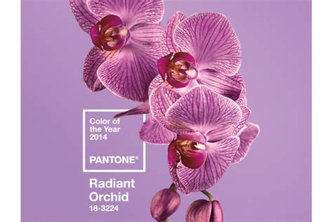 Pantone Revela A Cor Do Ano De 2014 é A Radiant Orchid Veja Aqui Blue Bus