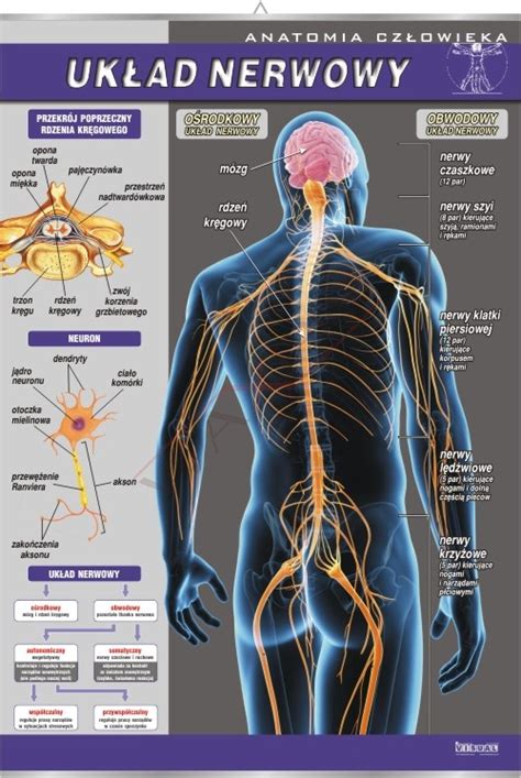Uk Ad Nerwowy Plansza Pomocedydaktyczne Eu