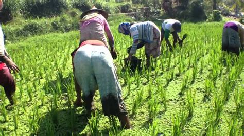 Azolla Harvest In Paddy Amino Acid Rich Sustainable Youtube