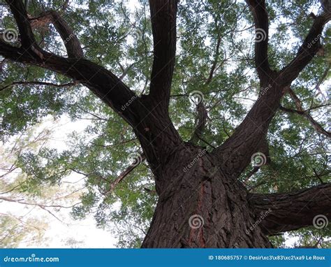 Majestic Trunk Of Monumental Beech Tree Of Pontone Faggio Del Pontone