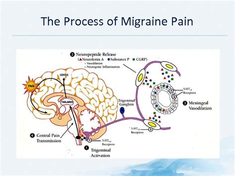 Pathophysiology Structures Related With Headache 2