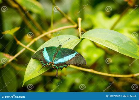 Brittle Butterfly Spreads Its Wings On Plant Emerald Swallowtail