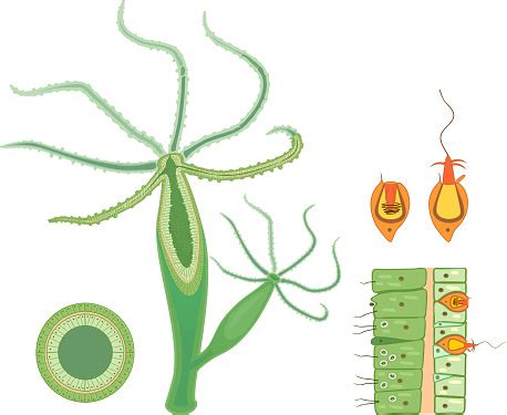 Structure Of Hydra Crosssection Of Hydra Polyp Educational Material For ...