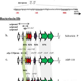 A In Silico Analysis Of The Bactofencin A Putative Promoter Region