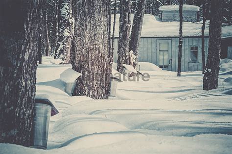 Buckets Collecting Sap To Produce Maple Syrup At Sugar Shack 이미지