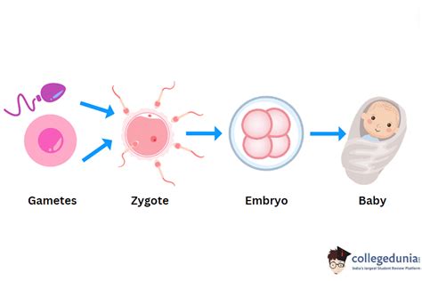 What Is Reproduction Definition Examples Types Of Reproduction