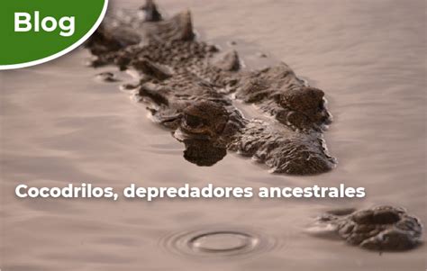 Cocodrilos Depredadores Ancestrales Comisión Nacional De Áreas