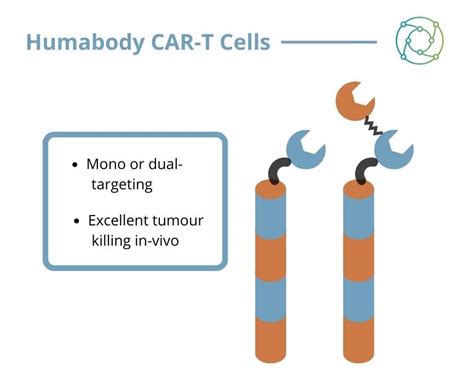 Bispecific Car T Cell Therapies Successful Applications In Mouse