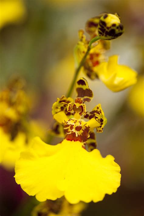 Dancing Ladies Orchid Oncidium Jiuhbao Gold Photo By Ivo M Flickr