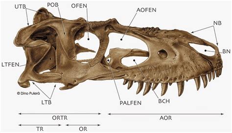 Tyrannosauroidea Central Osteology I Craniofacial Frame And Openings In Lateral View