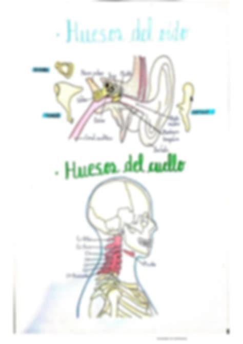 Solution Dibujos De Huesos Y M Sculos Del Cuerpo Humano Studypool