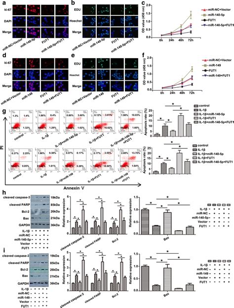 The Overexpression Of Mir 140 5p And Mir 149 Promoted Chondrocyte Download Scientific Diagram