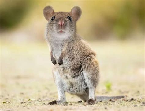 mousy rhybridanimals