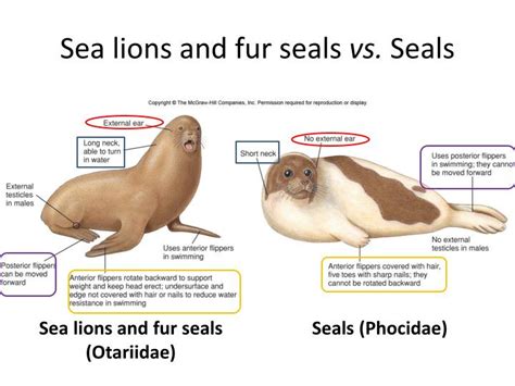 Seals Vs Sea Lions Differences Sea Lions Vs Seals Differences And