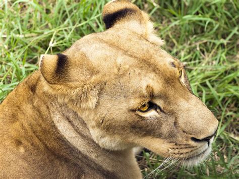 Lioness Portrait Stock Photo Image Of Nature Grassland 26187530