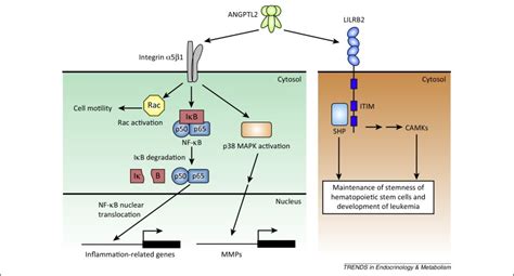 Diverse Roles Of ANGPTL2 In Physiology And Pathophysiology Trends In