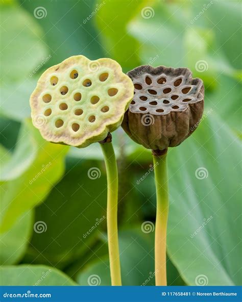 Lotus Seed Pods Stock Image Image Of Environment Lotus 117658481