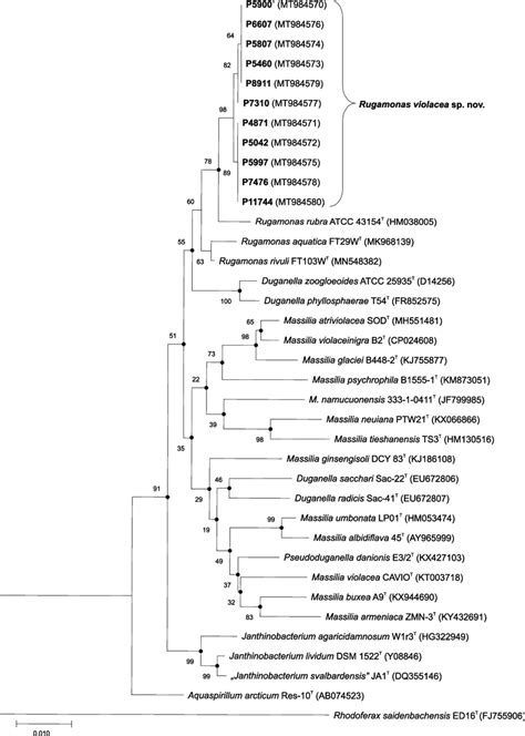 Unrooted Neighbor Joining Tree Based On 16s Rrna Gene Sequence