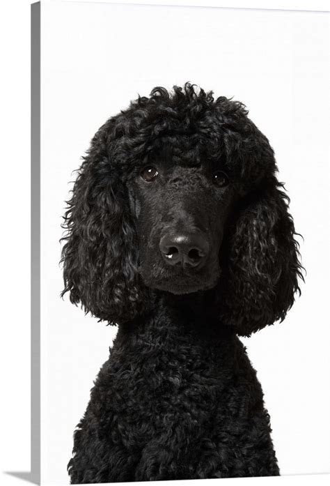 Black Standard Poodle | Great Big Canvas