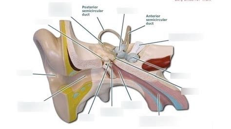 Ear Anterior View Diagram Quizlet