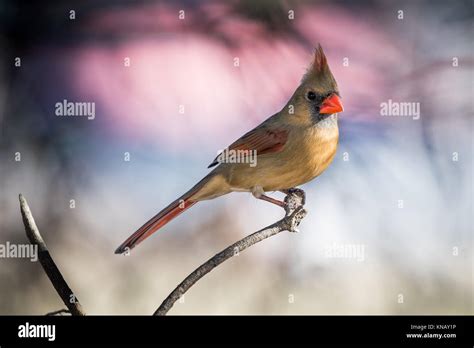 Female Northern Cardinal Cardinalis Cardinalis Bird Stock Photo Alamy