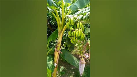 How To Grow Banana Plant From Seed Easy Techniques Youtube