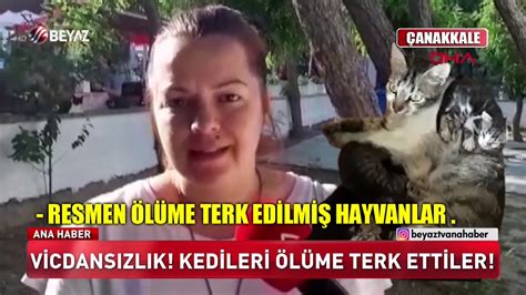 VİCDANSIZLIK KEDİLERİ ÖLÜME TERK ETTİLER YouTube