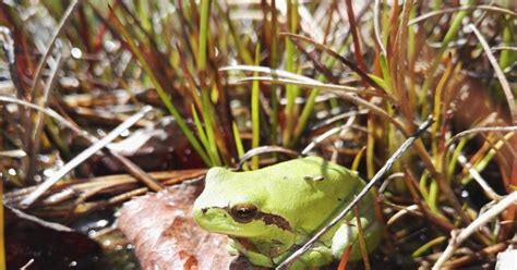 Balade sur Le monde mystérieux des amphibiens Sadirac dates