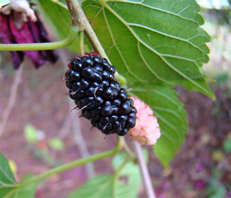 Wild Edible Texas