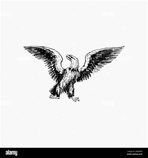 Flying Eagle Illustration Vector Stock Vector Image And Art Alamy