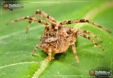 Running Crab Spider