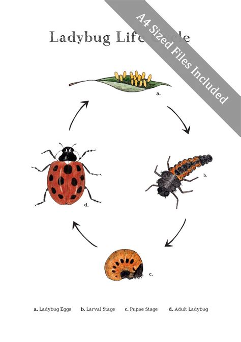 Ladybug Life Cycle Educational Printable Art A4 And 8x10 Etsy