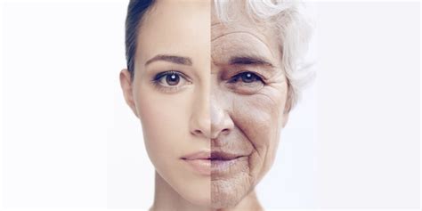 Can We Reverse Ageing And Make Our Cells Young Again Babraham Institute