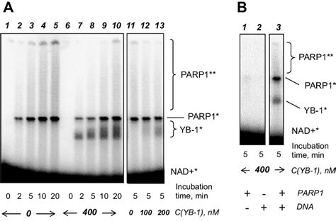 Poly ADP Ribosyl Ation Of PARP1 And YB 1 A Time Course Of PARP1