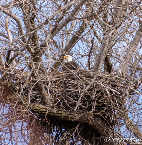 Nesting Eagle on Behance