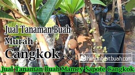 Jual Bibit Buah Langka Mamey Sapote Harga Murah Sekarang Youtube