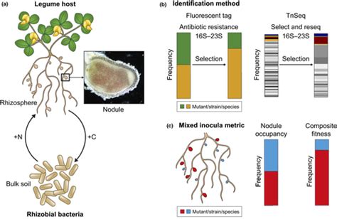 Evolving Together Evolving Apart Measuring The Fitness Of Rhizobial