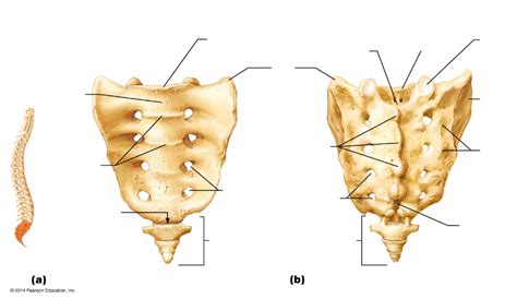 Lab Exam Ii Structures Of The Sacrum And Coccyx Diagram Quizlet