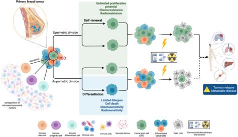 Cells Free Full Text Breast Cancer Stem Cell Membrane Biomarkers